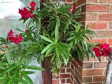 Oleander and fig trees, variety of colors, blooms plants flowers - Photo 2