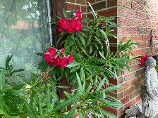 Oleander and fig trees, variety of colors, blooms plants flowers - Photo 3