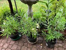 Oleander and fig trees, variety of colors, blooms plants flowers - Photo 4