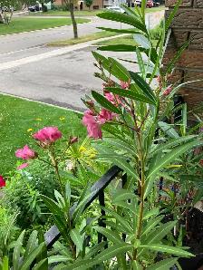 Oleander and fig trees, variety of colors, blooms plants flowers - Photo 5