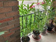 Oleander and fig trees, variety of colors, blooms plants flowers - Photo 6