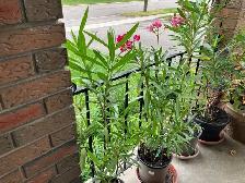 Oleander and fig trees, variety of colors, blooms plants flowers - Photo 7