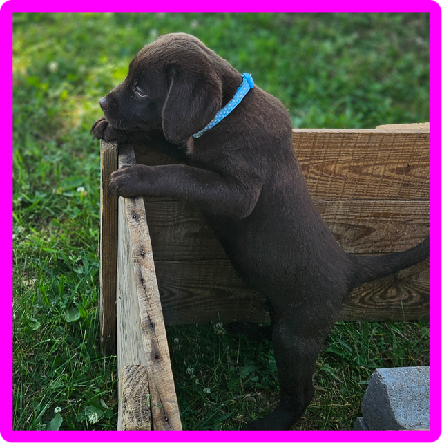 Chiots Labrador