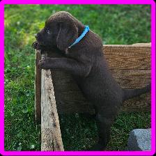 Chiots Labrador