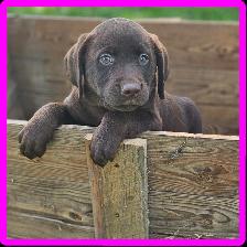 Chiots Labrador - Photo 2