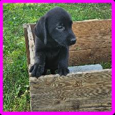 Chiots Labrador - Photo 3