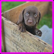 Chiots Labrador - Photo 4