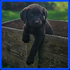 Chiots Labrador - Photo 5