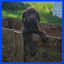 Chiots Labrador - Photo 6