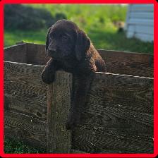 Chiots Labrador - Photo 7