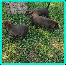 Chiots Labrador - Photo 8