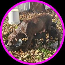 Chiots Labrador - Photo 10
