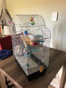 Budgie Bird and Cage