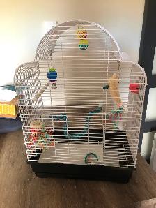 Budgie Bird and Cage - Photo 2
