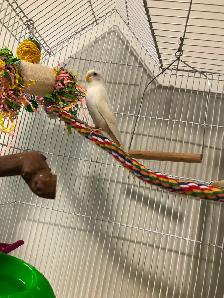 Budgie Bird and Cage - Photo 3