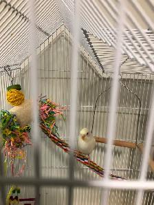 Budgie Bird and Cage - Photo 4