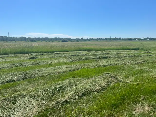 Hay / Feed