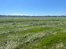 Hay / Feed