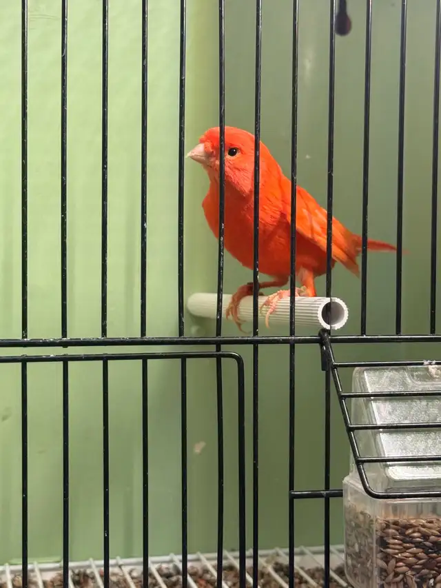 canaries for sale