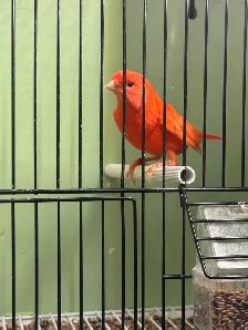 canaries for sale