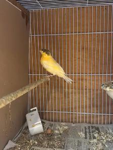 canaries for sale - Photo 2