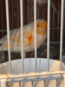 canaries for sale - Photo 3