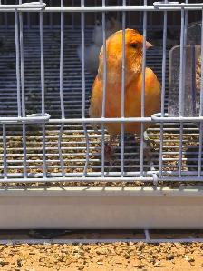 canaries for sale - Photo 4