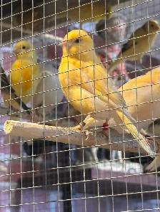 canaries for sale - Photo 5