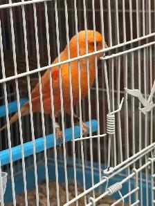 canaries for sale - Photo 6