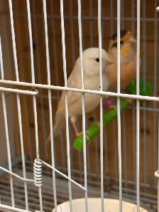 canaries for sale - Photo 7
