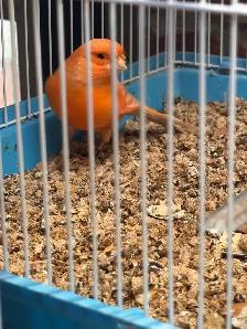 canaries for sale - Photo 8