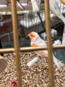 canaries for sale - Photo 9