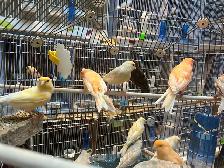 canaries for sale - Photo 10