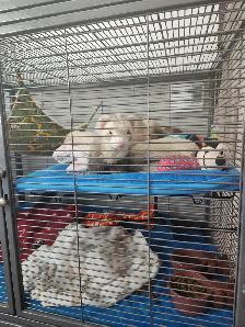 Service de gardiennage pour animaux exotiques - Photo 10