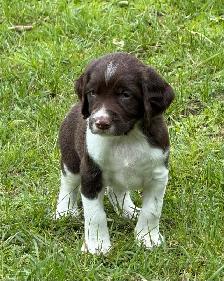 Field-Bred English Springer Spaniel Puppies