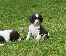 Field-Bred English Springer Spaniel Puppies - Photo 2