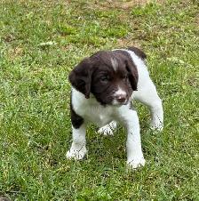 Field-Bred English Springer Spaniel Puppies - Photo 3