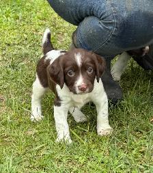Field-Bred English Springer Spaniel Puppies - Photo 4