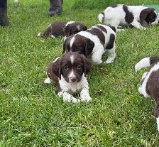 Field-Bred English Springer Spaniel Puppies - Photo 5