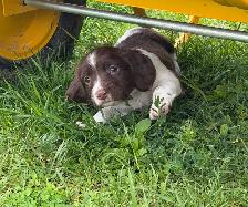 Field-Bred English Springer Spaniel Puppies - Photo 6