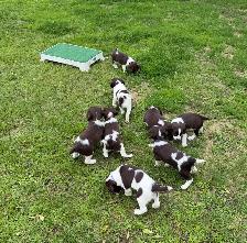 Field-Bred English Springer Spaniel Puppies - Photo 7