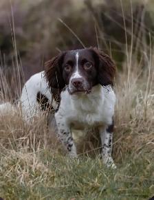 Field-Bred English Springer Spaniel Puppies - Photo 9