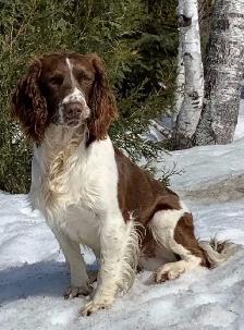 Field-Bred English Springer Spaniel Puppies - Photo 10