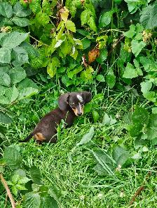 Mini Dachshund Puppies