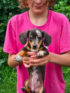 Mini Dachshund Puppies - Photo 2