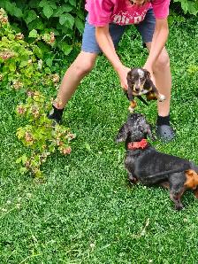 Mini Dachshund Puppies - Photo 3