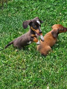 Mini Dachshund Puppies - Photo 4