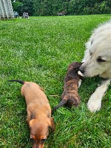 Mini Dachshund Puppies - Photo 5