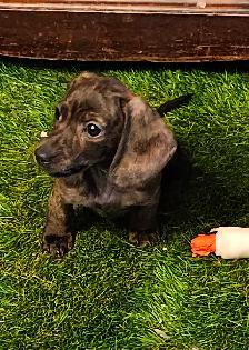Mini Dachshund Puppies - Photo 6