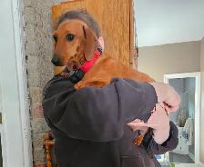 Mini Dachshund Puppies - Photo 7